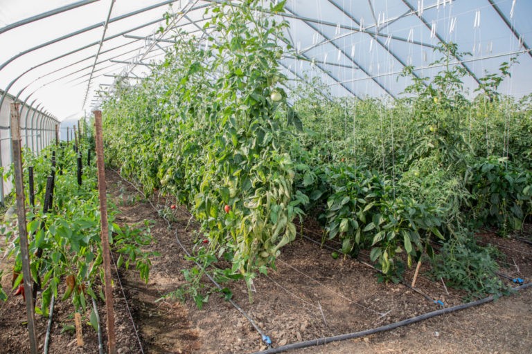 Tomato plants on vine growing